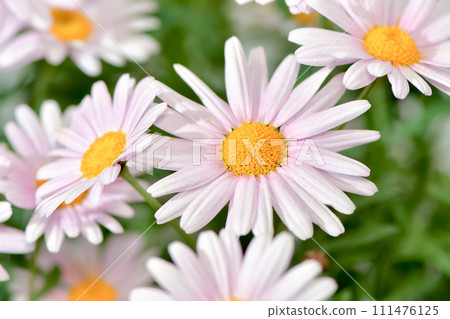 White Margaret White Margaret 111476125