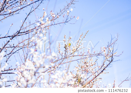 白梅花映襯藍天,梅花白眼,早春花園 白梅花映襯藍天,梅花白眼,早春花園 111476232