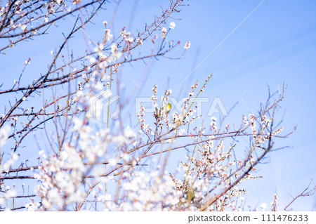白梅花映襯藍天，梅花白眼，早春花園 111476233