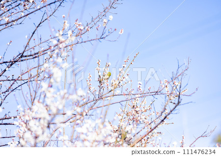 白梅花映襯藍天,梅花白眼,早春花園 白梅花映襯藍天,梅花白眼,早春花園 111476234