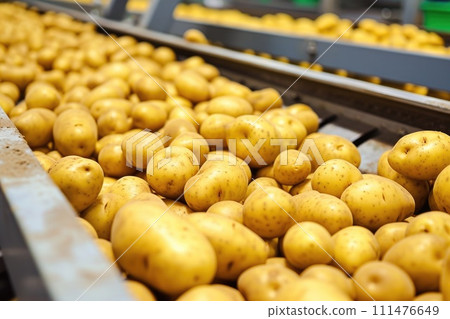 Potato sorting, processing and packing factory 111476649
