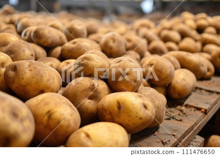 Potato sorting, processing and packing factory 111476650