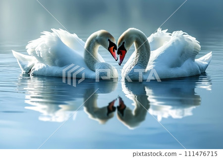 Romantic two swans. Water reflection on blue background. Romantic two swans. Water reflection on blue background. 111476715