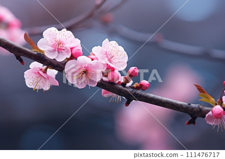 A pink flowers on a branch A pink flowers on a branch 111476717
