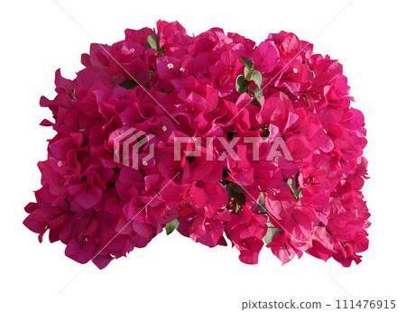 Pink Bougainvillea flower isolated on white background Pink Bougainvillea flower isolated on white background 111476915
