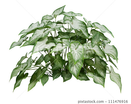 Decorative Caladium plant isolated on white background. Decorative Caladium plant isolated on white background. 111476916