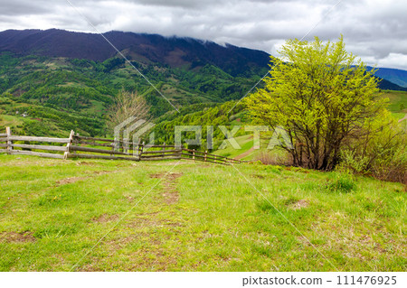 wooden fence near the trees on the grassy hill. mountainous rural landscape of ukraine in spring. carpathian caountryside on an overcast day wooden fence near the trees on the grassy hill. mountainous rural landscape of ukraine in spring. carpathian caountryside on an overcast day 111476925