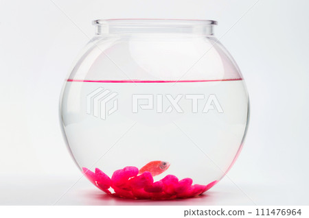 One orange fish on round ball 111476964