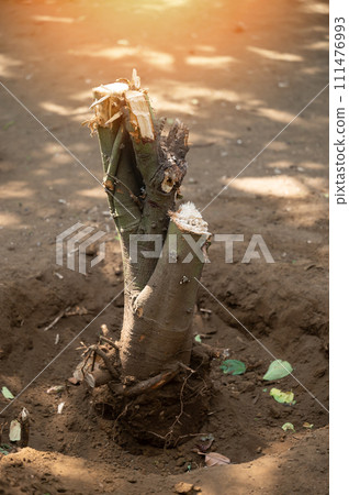 Cleaning garden from trees theme Cleaning garden from trees theme 111476993