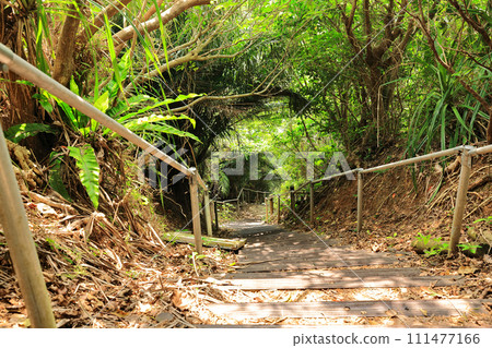 沖繩縣小濱島通往大竹展望台的山路 沖繩縣小濱島通往大竹展望台的山路 111477166