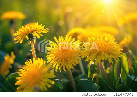 Beautiful flowers of yellow dandelions in nature in spring. 111477345