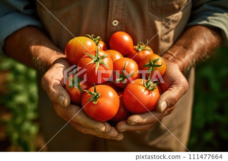 Tomato harvest. Farmers hands with freshly harvested tomatoes. 111477664