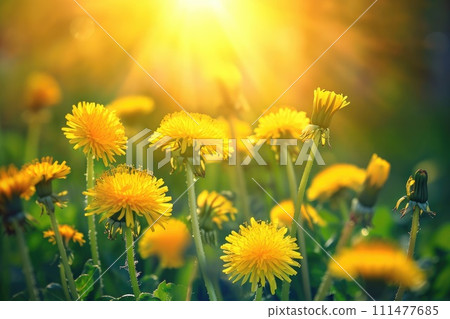 Beautiful flowers of yellow dandelions in nature in spring. 111477685