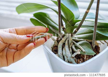caring for decorative orchid in flowerpot 111477695