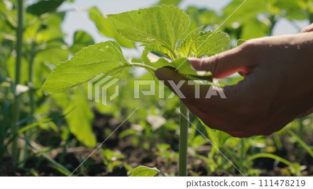 farmer hand touches green sunflower leaf, farm business, close-up sunflower leaf, sunflower, sunflower sprouts, powerful sunflowers, agriculture business lifestyle concept, agricultural landscape and farmer hand touches green sunflower leaf, farm business, close-up sunflower leaf, sunflower, sunflower sprouts, powerful sunflowers, agriculture business lifestyle concept, agricultural landscape and 111478219