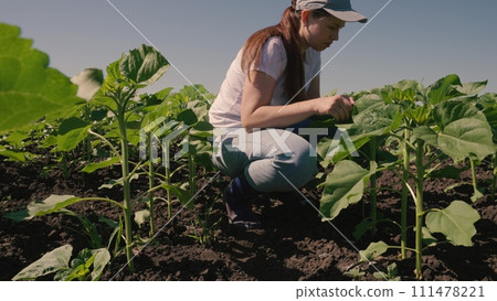 farmer touches green leaf sunflower, farmer walks rubber boots along rows crops farm, agriculture, field, lifestyle agriculture business concept, green sunflowers grow field, sunflower farm field 111478221