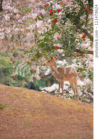 Scenery with deer 5 Nara Park with cherry blossoms blooming Scenery with deer 5 Nara Park with cherry blossoms blooming 111478624