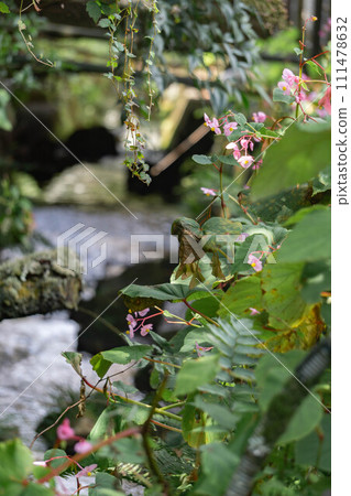 Flowers blooming along the river where the stream flows Flowers blooming along the river where the stream flows 111478632