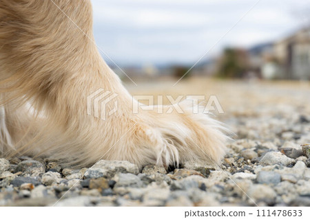 dog stomping on the ground dog stomping on the ground 111478633