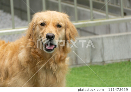 golden retriever playing in the garden golden retriever playing in the garden 111478639