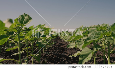 young lifestyle sunflower farm field nature view, green, sunflower oil, green sunflowers grow field, sunflower farm field lifestyle movement landscape, future harvest sunflower, agrarian industry 111478793