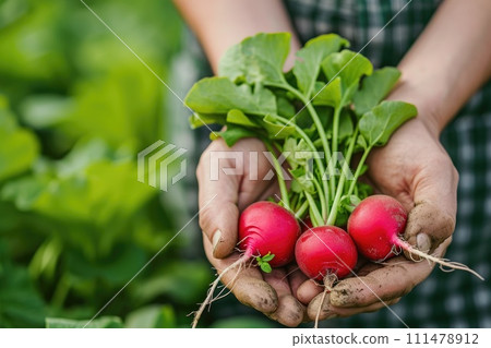 Organic vegetables. Farmers hands holding fresh radish. 111478912