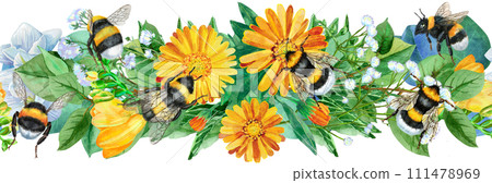 Floral border with bumblebees and calendula flowers on white background Floral border with bumblebees and calendula flowers on white background 111478969