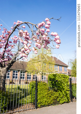 A red brick school building with a historic tower and cherry blossoms blooming on the side under a clear sky, a cityscape on the outskirts of London A red brick school building with a historic tower and cherry blossoms blooming on the side under a clear sky, a cityscape on the outskirts of London 111479065