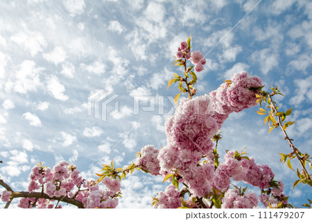 The arrival of spring with pink weeping cherry blossoms in full bloom under a sky with speckled clouds and bright sunlight The arrival of spring with pink weeping cherry blossoms in full bloom under a sky with speckled clouds and bright sunlight 111479207
