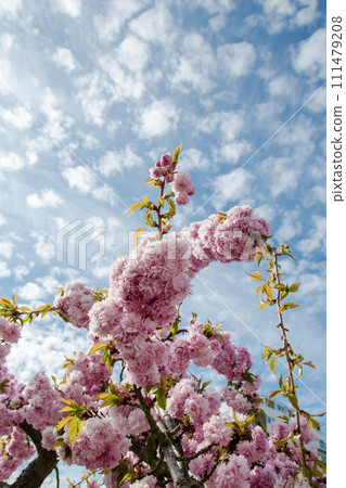 The arrival of spring with pink weeping cherry blossoms in full bloom under a sky with speckled clouds and bright sunlight The arrival of spring with pink weeping cherry blossoms in full bloom under a sky with speckled clouds and bright sunlight 111479208