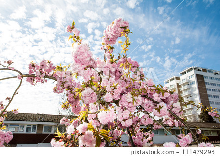 The arrival of spring with pink weeping cherry blossoms in full bloom under a sky with speckled clouds and bright sunlight 111479293