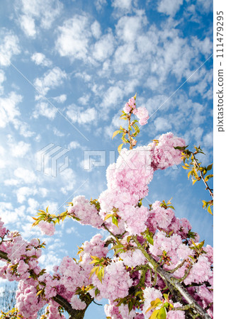 The arrival of spring with pink weeping cherry blossoms in full bloom under a sky with speckled clouds and bright sunlight The arrival of spring with pink weeping cherry blossoms in full bloom under a sky with speckled clouds and bright sunlight 111479295