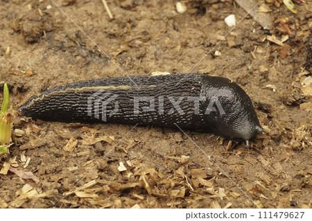 Closeup on a large slimy, air-breathing ash-black land slug, Limax cinereoniger Closeup on a large slimy, air-breathing ash-black land slug, Limax cinereoniger 111479627