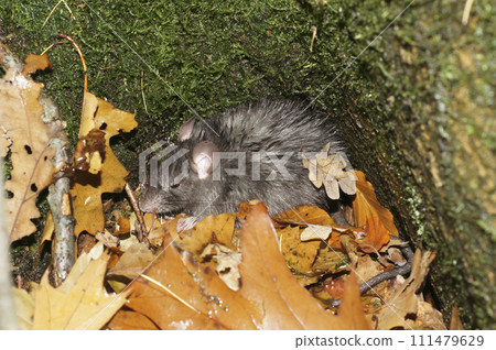 Closeup on a furry and wed black rat, Rattus rattus, hiding from the rain in the forest Closeup on a furry and wed black rat, Rattus rattus, hiding from the rain in the forest 111479629
