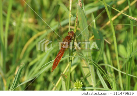 Closeup on a Scarlet-darter dragonfly, Crocothemis erythraea, sitting in the grass 111479639