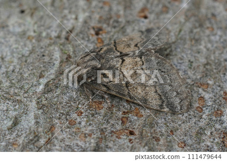 Closeup on the Dusky Marbled Brown, Gluphisia crenata sitting on wood Closeup on the Dusky Marbled Brown, Gluphisia crenata sitting on wood 111479644