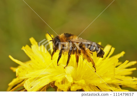 Closeup of a female of the pantaloon bee or hairy-legged mining bee, Dasypoda hirtipes sitting on a yellow flower 111479657