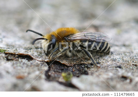 Closeup on a fluffy furry male Cellophane solitary bee, Colletes daviesanus sitting on wood 111479665