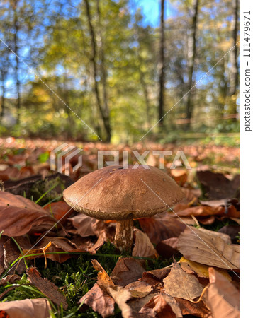 Closeup on a cep or penny bun mushroom, Boletus edulis mushroom on the forest floor 111479671