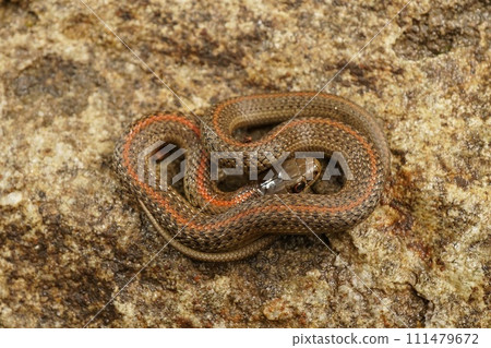 Closeup on the Northwestern Gartersnake , Thamnophis ordinoides 111479672