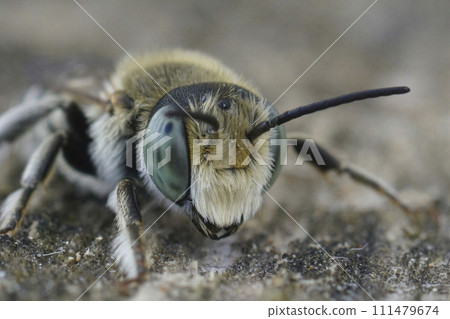 Facial closeup on a male of alfalfa leafcutter bee, Megachile rotundata in the Gard, France 111479674
