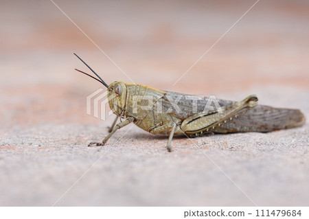 Closeup on an adult Egyptian locust, Anacridium aegyptium, sitting on a stone Closeup on an adult Egyptian locust, Anacridium aegyptium, sitting on a stone 111479684