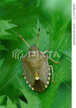 Vertical closeup on the rare Vernal shieldbug, Peribalus strictus vernalis sitting in green vegetation 111479685