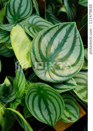 Vertical closeup on the textured decorative leaf of the Watermelon begonia, Peperomia argyreia 111479688