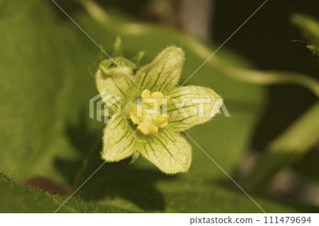 Closeup on a green flowering White bryony, Bryonia dioica wildflower plant 111479694