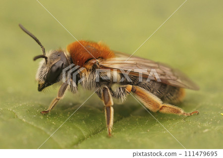 Closeup on a females orange-tailed mining bee , Andrena haemorrhoa, one the more colorful European springtime sollitary bees 111479695