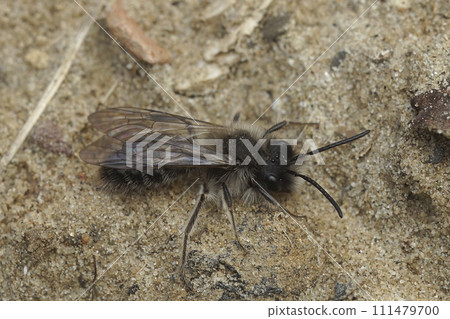Closeup on a white fluffy male of the endangered Dawn mining bee, Andrena nycthemera on the ground 111479700