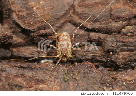 Closeup on a brown harvestman, Oligolophus tridens on the underside of a tree 111479709