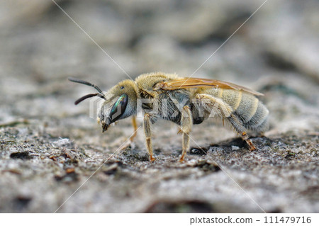 Closeup on the green eyed female of the cute and small Mealy metallic furrow bee, Vestitohalictus pollinosus sitting on wood 111479716