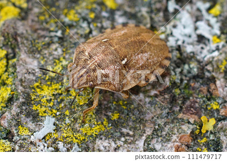 Closeup on a Tortoise shieldbug , Eurygaster maura sitting on wood Closeup on a Tortoise shieldbug , Eurygaster maura sitting on wood 111479717